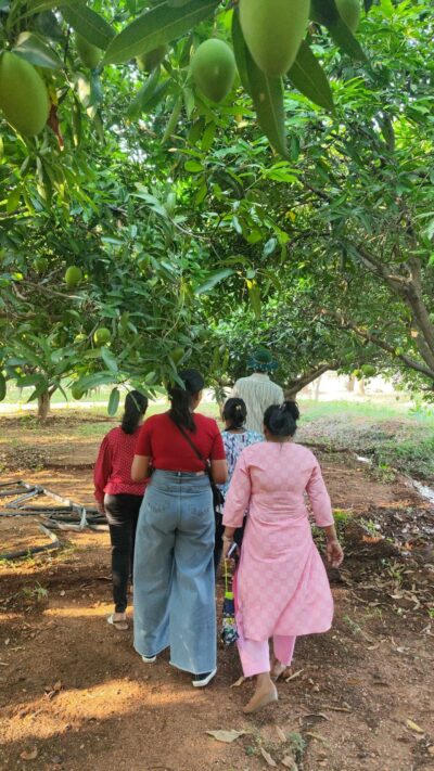 Strolling through the mango orchard 