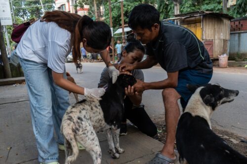 Rabies vaccines being administered to dogs in India
