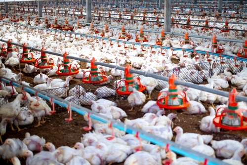 Factory farm filled with chickens