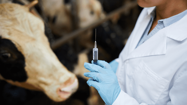 Antibiotic_use_in_Livestock