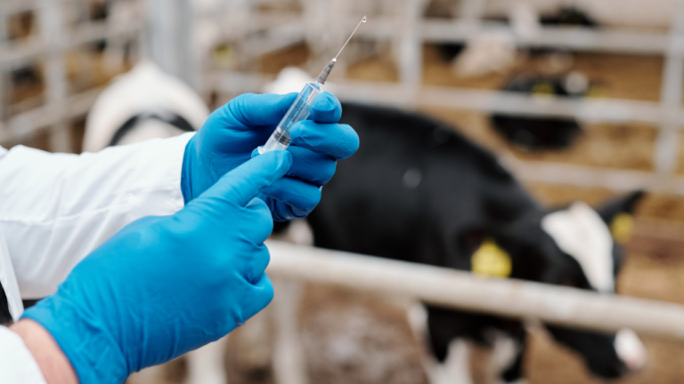 Livestock Vaccines