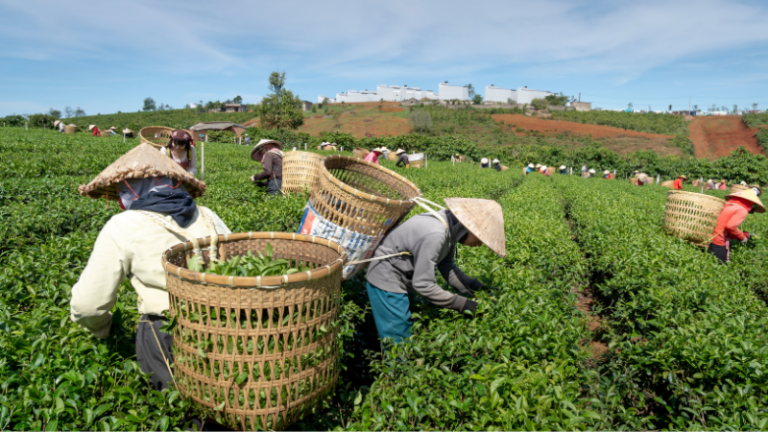 People picking a leafy harvest