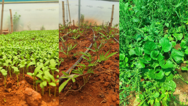 Fresh spinach, fenugreek, tomatoes and herbs grown at the campus