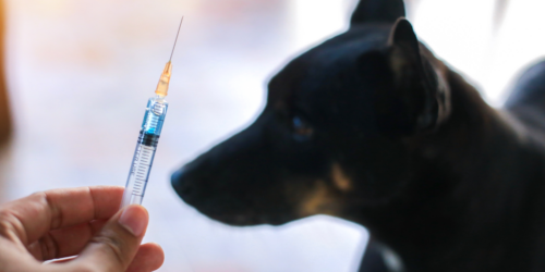 Zoonotic disease control in India